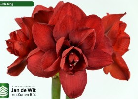 hippeastrum Double King (2)